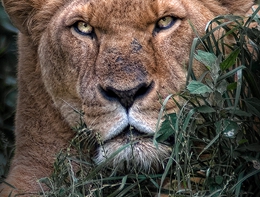 Wildlife Photography 11